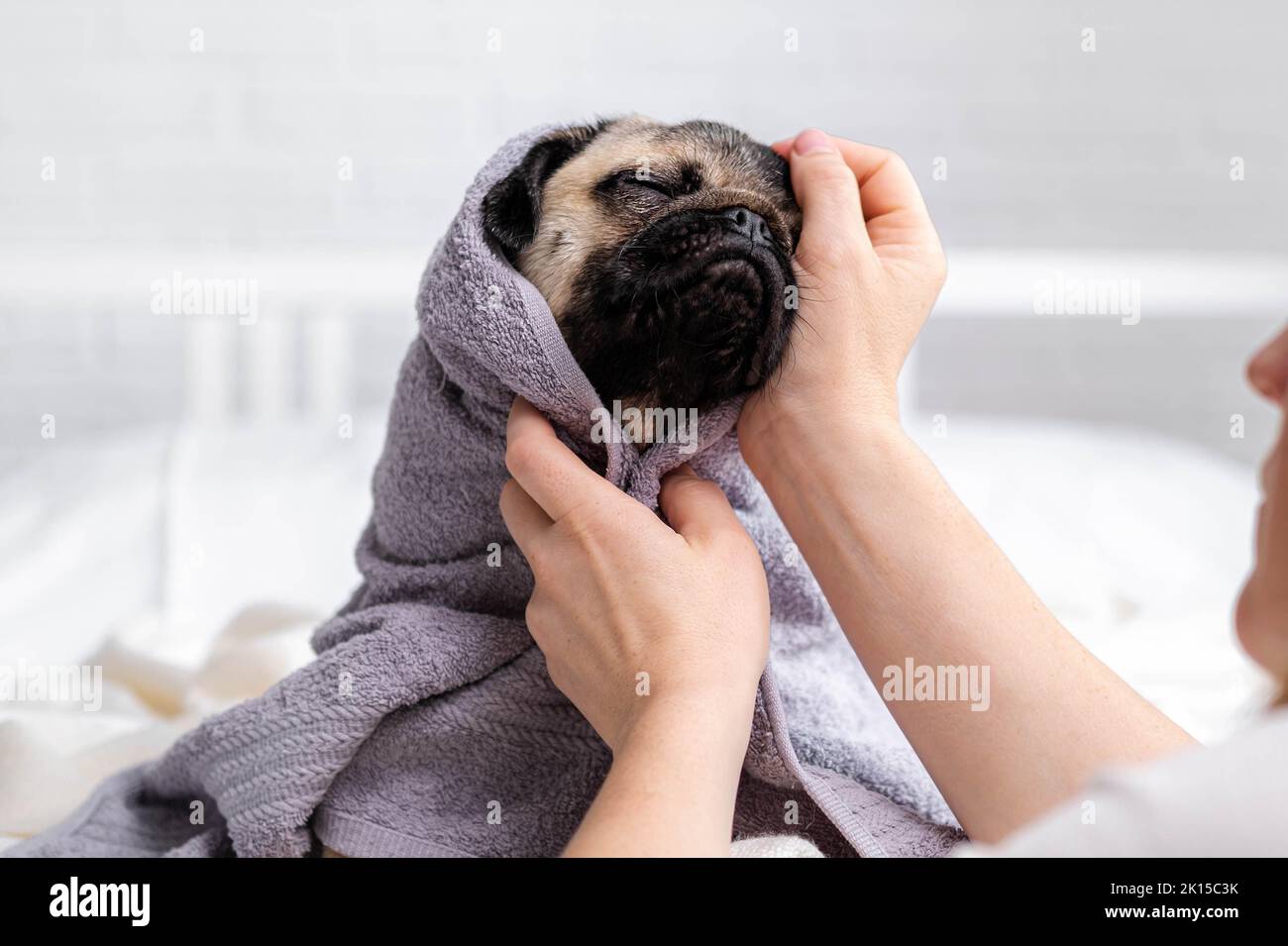 Besitzer oder Groomer wischt Pug Hund nach dem Duschen, niedlichen nassen Pug Hund sitzt nach der Dusche in grauem Handtuch auf dem Bett, Haustiere Pflege und Waschen Stockfoto