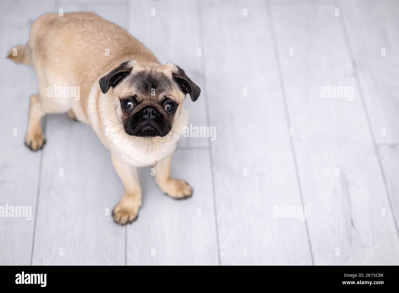 Portrait niedlich lustig Mops Hund Blick auf die Kamera auf grauem Hintergrund zu Hause, Copyspace. Stockfoto