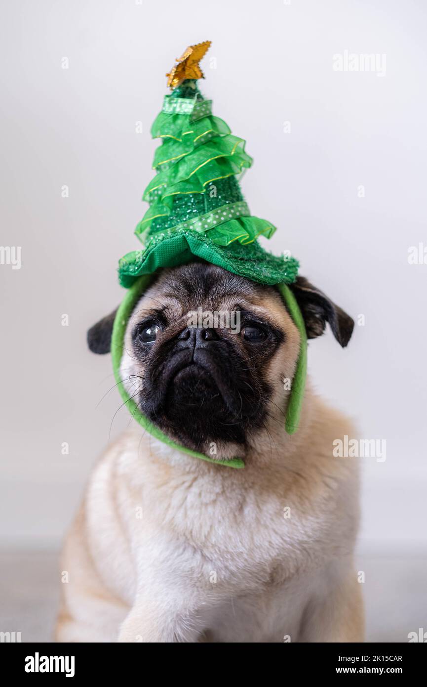 Mops christmas cap -Fotos und -Bildmaterial in hoher Auflösung – Alamy