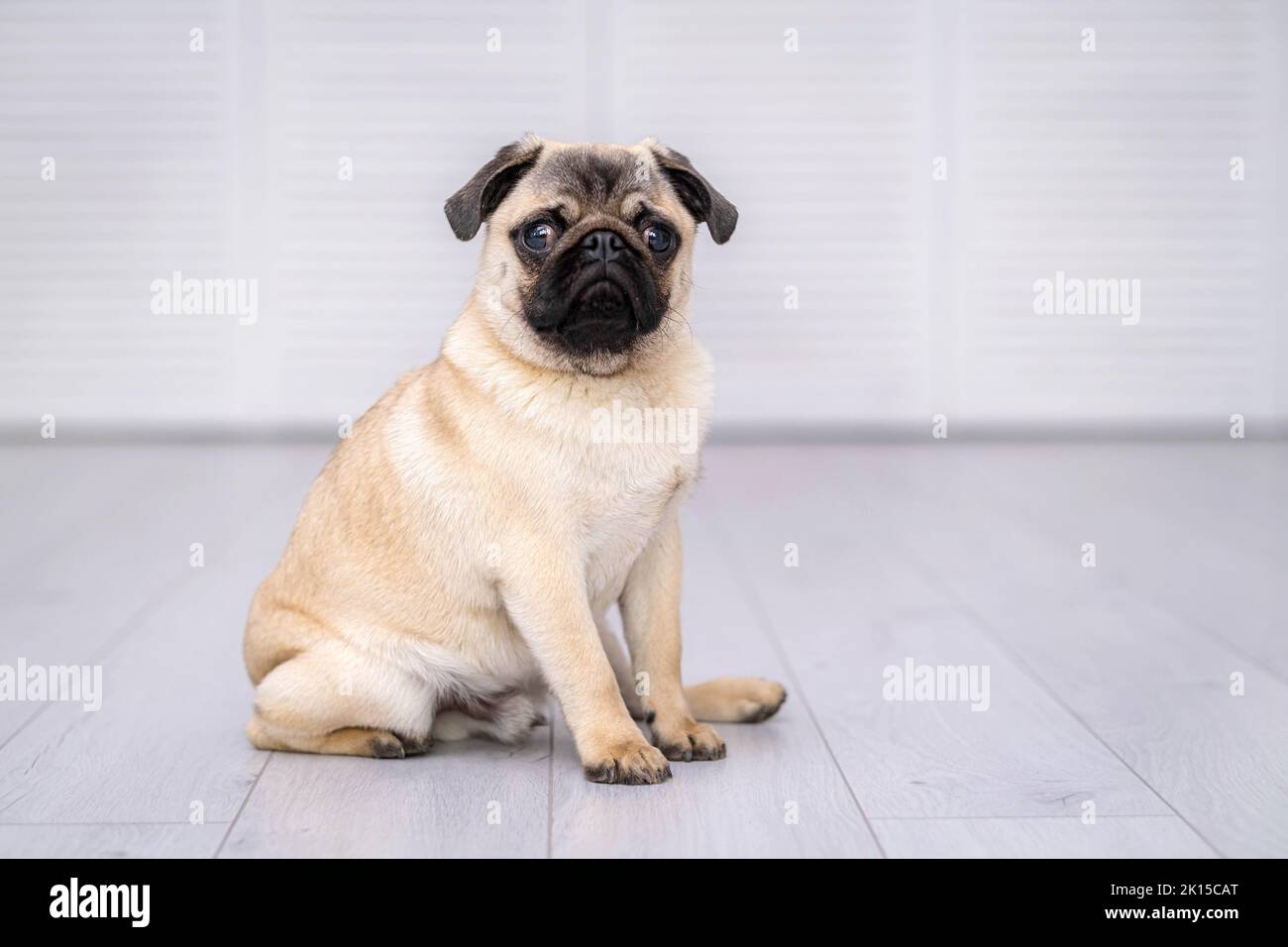 Portrait niedlich lustig Mops Hund sitzt auf dem Boden und Blick auf die Kamera auf grauem Hintergrund zu Hause Stockfoto