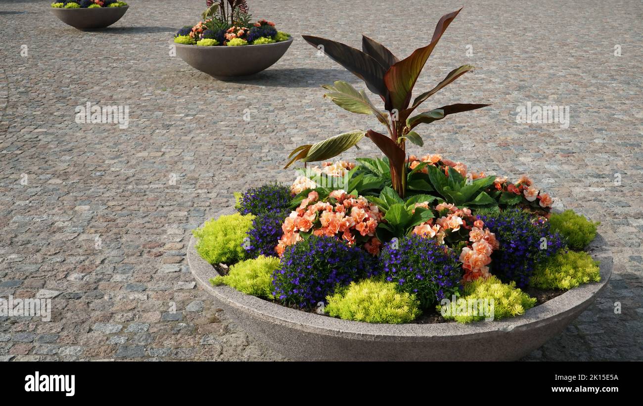 Städtisches Landschaftsdesign mit Blumentöpfen. Wunderschöne Blumenkompositionen werden in großen dekorativen Töpfen eingegossen und befinden sich auf dem Stadtplatz auf einem Kopfsteinpflaster Stockfoto