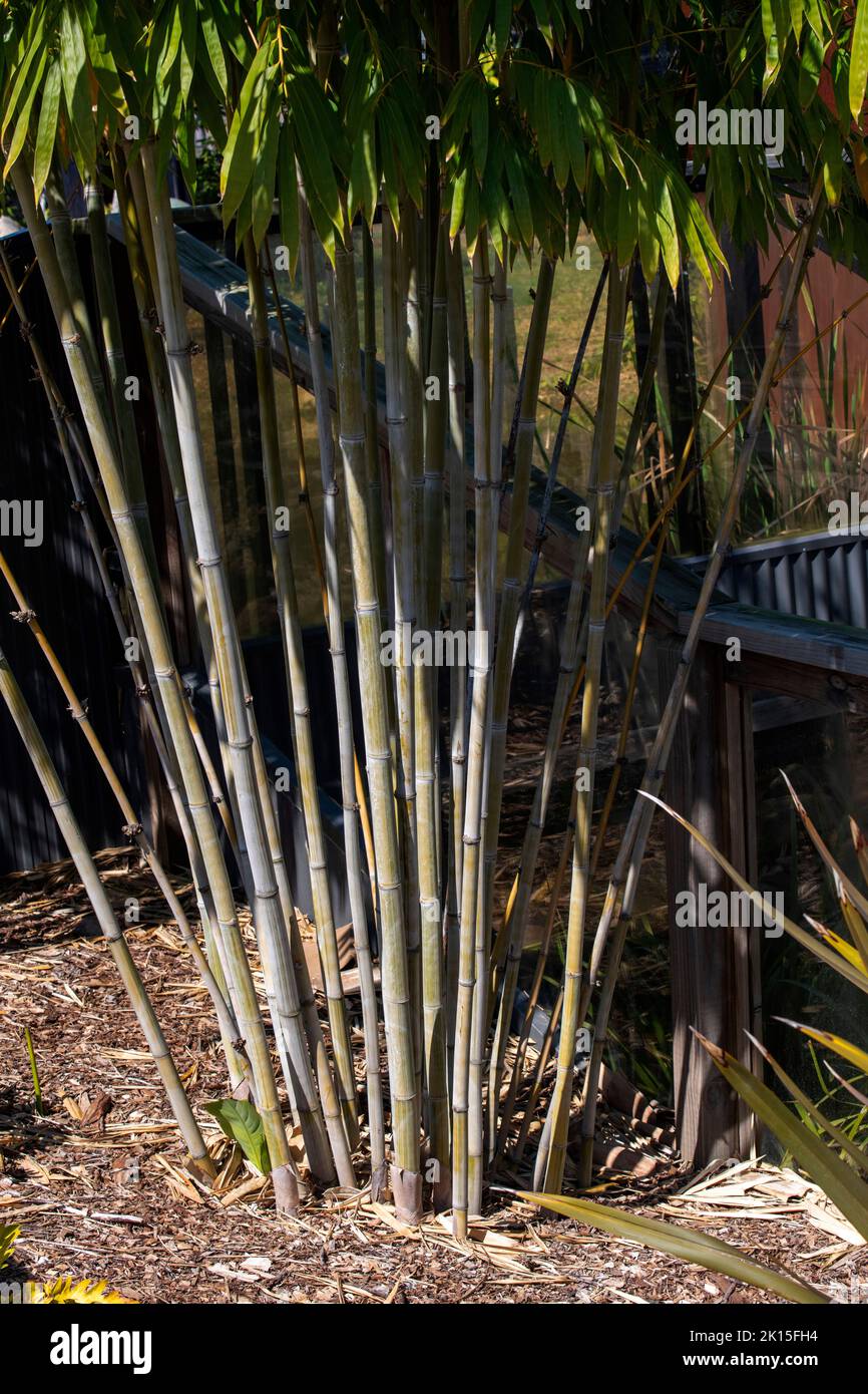 Australia bamboo -Fotos und -Bildmaterial in hoher Auflsung  Alamy