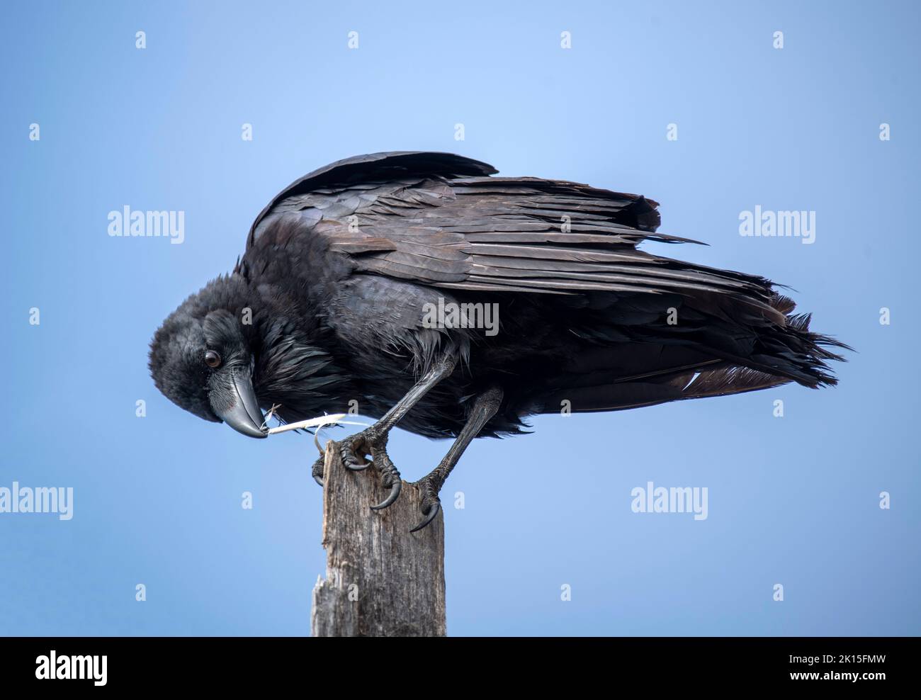 Ein gewöhnlicher Rabe (Corvus corax) auf einem Holzständer in Sydney