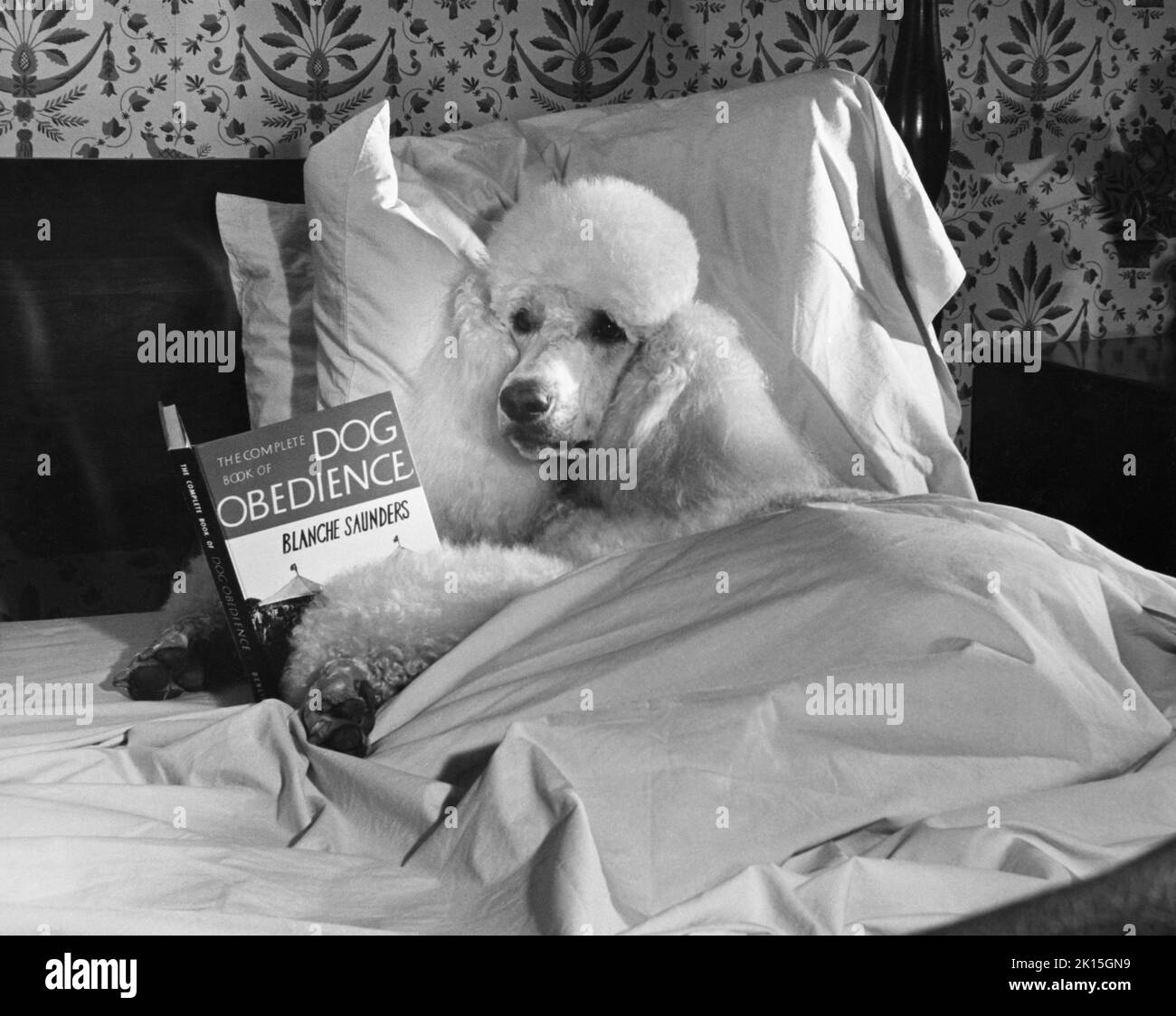 Ein normaler Pudel liest im Bett „Hundegehorsam“. Stockfoto