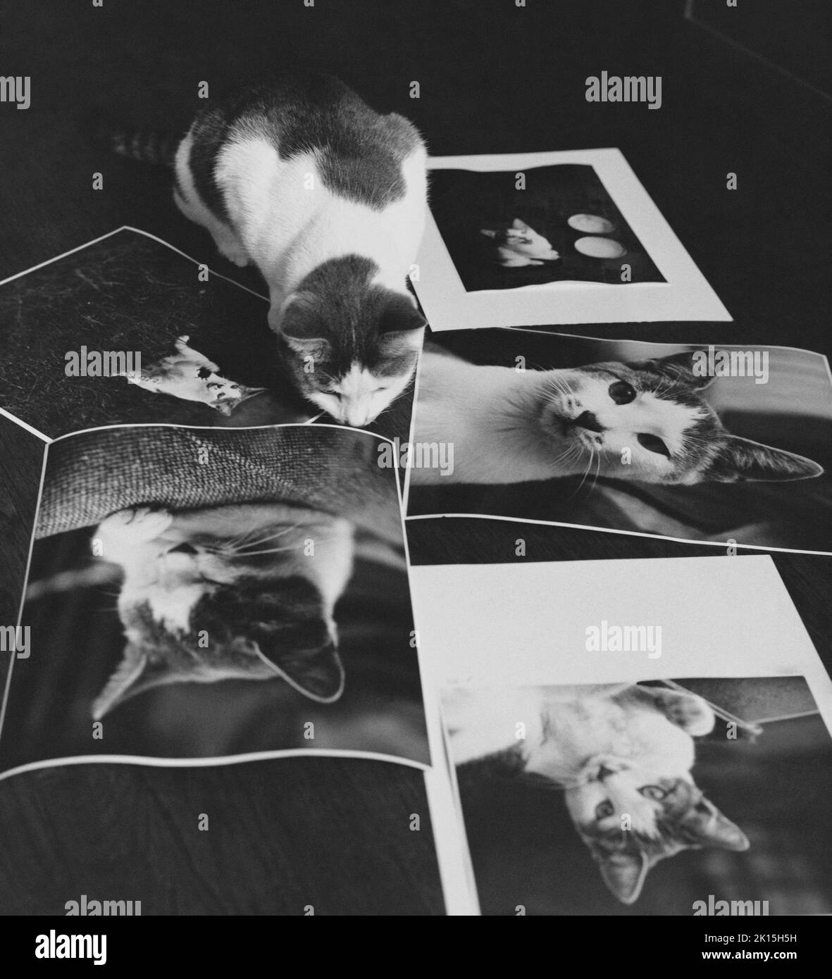 Katze (unbekannte Rasse) untersucht Fotografien von sich selbst. Stockfoto