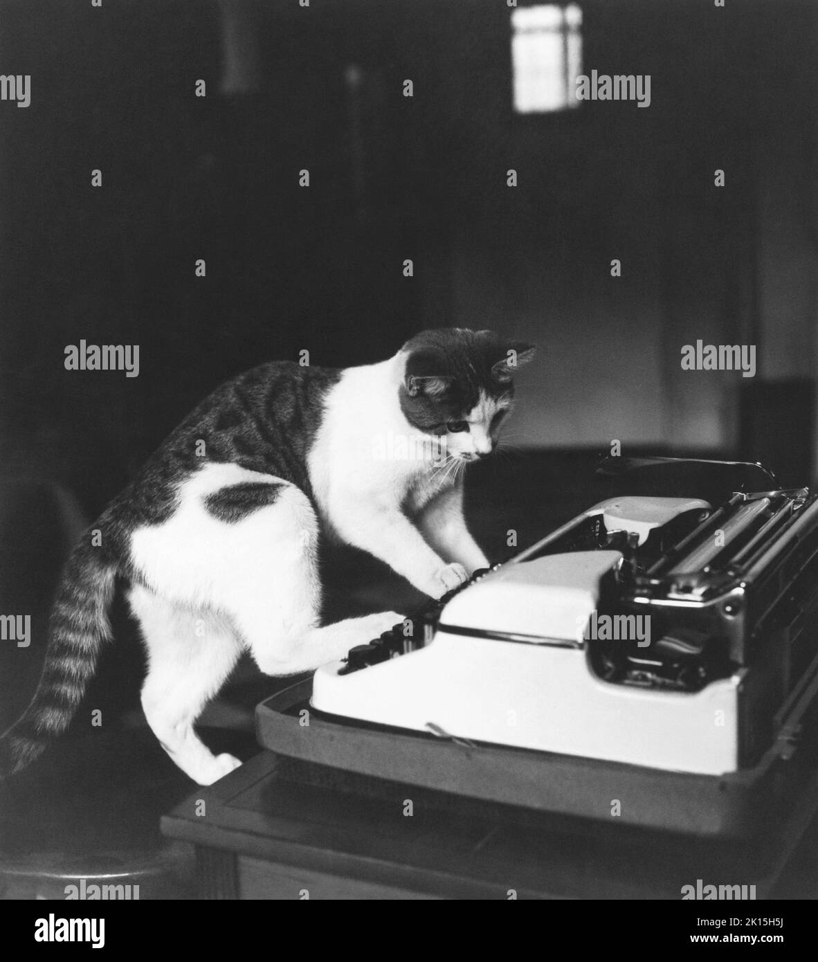 Eine Katze spielt mit der Schreibmaschine und versucht, den nächsten großen amerikanischen Roman zu schreiben. Stockfoto