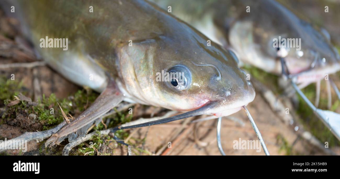 Zwei Welse mit langen Schnurrhaaren auf einem Stringer Stockfoto