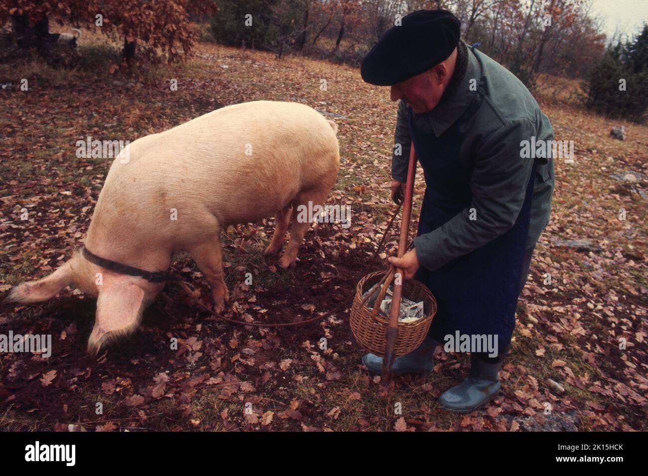 Trüffelsuche mit Sauen in der Region Dordogne in Frankreich. Trüffel sind eine Gruppe von essbaren unterirdischen Pilzen, die irgendwo zwischen 2 und 15 Zoll unter dem Boden gefunden werden, in der Regel in einer kreisförmigen Formation etwa 4 bis 5 Fuß von der Basis einer Eiche. Als Lebensmittel hoch geschätzt sind sie eine seltene Delikatesse, die für die Reichen reserviert ist oder zu ganz besonderen Anlässen verwendet wird. Die Suche nach Trüffeln im offenen Boden wird fast immer mit speziell ausgebildeten Schweinen oder Hunden durchgeführt. Schweine waren in der Vergangenheit am häufigsten verwendet, aber heute ziehen die Bauern es vor, Hunde zu benutzen, die die Trüffel nicht essen. Stockfoto