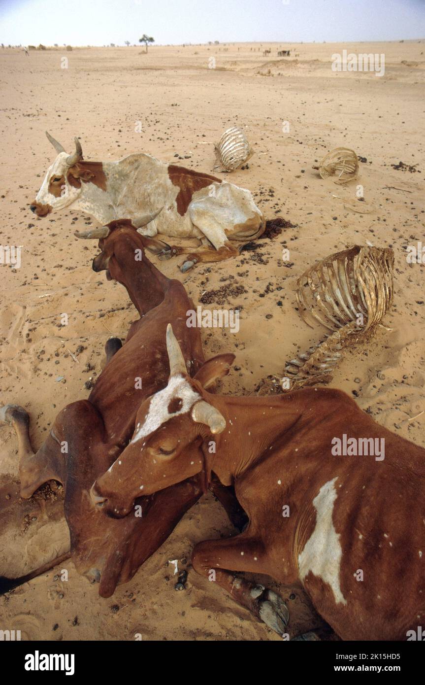 Eine Dürre in Niger lässt diese Kühe hungrig werden. Stockfoto