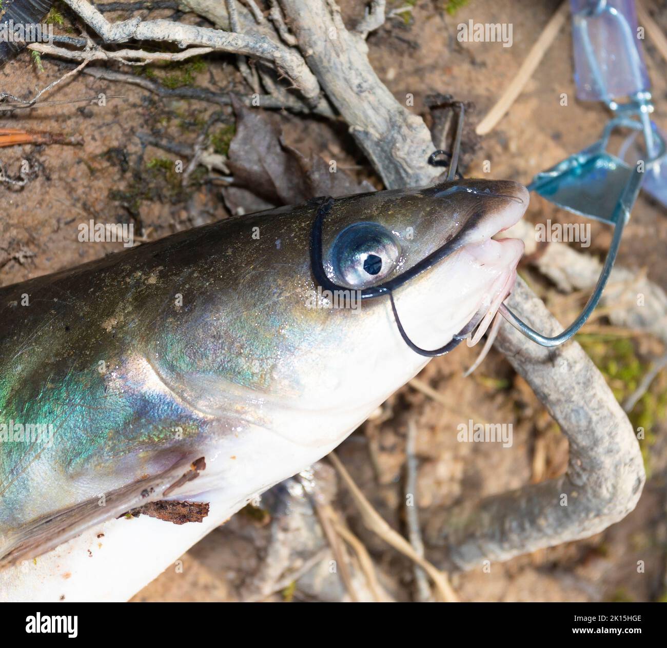 Wels frisch aus dem See hinzugefügt, um den Stringer Stockfoto