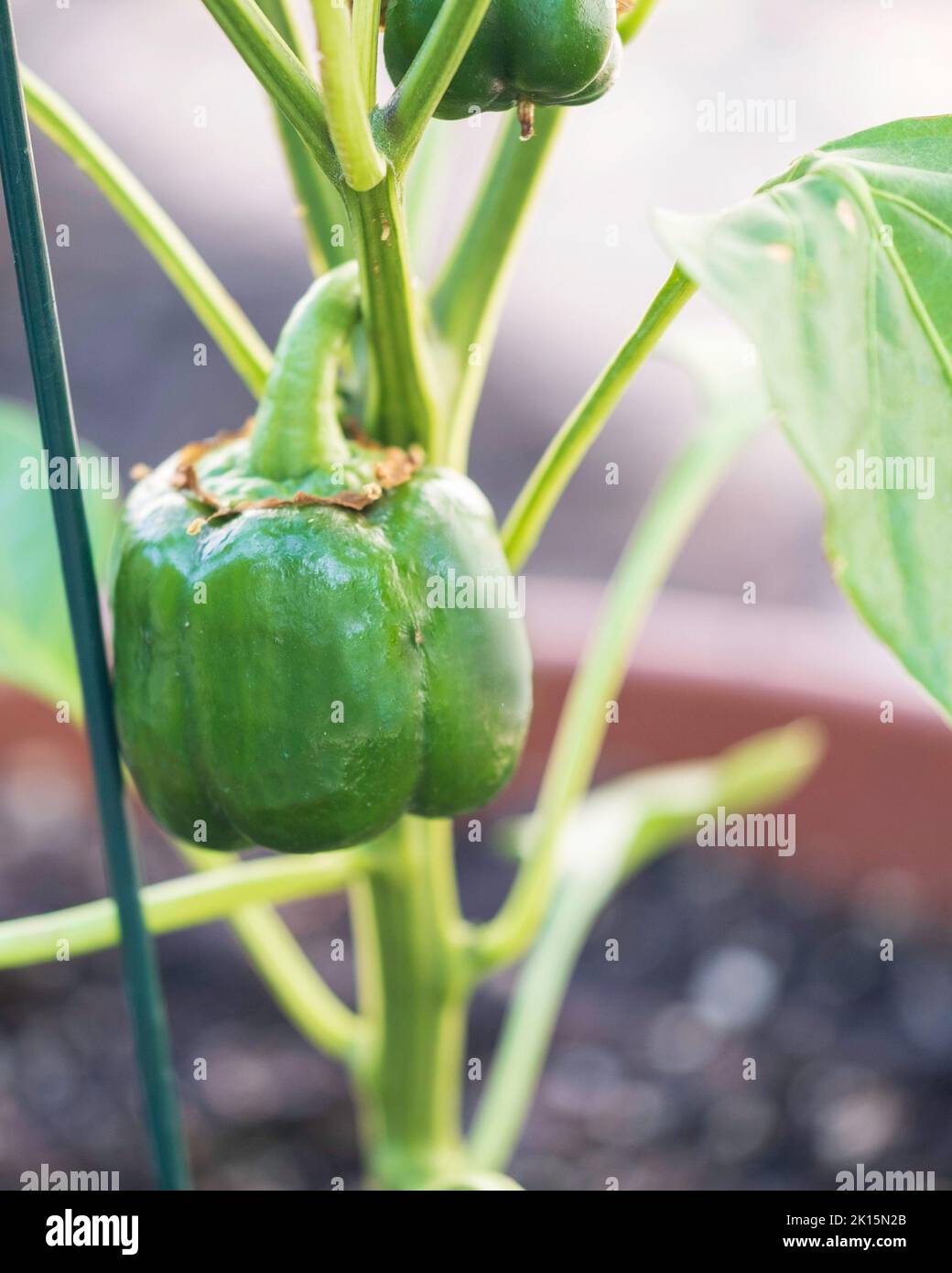 Eingetopfte rote Paprikapflanze, Paprika annuum, wächst und ist noch grün. Beispiel für Container-Gartenarbeit. Summer, Wichita, Kansas, USA. Stockfoto