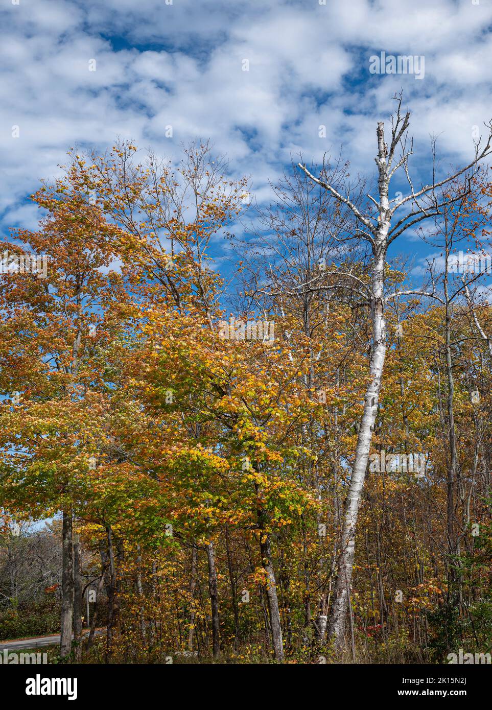 Ein Straßenstand von meist Ahorn und Birke stehen im Herbst gegen eine geschwollene Wolke und blauen Himmel, Door County, Wisconsin Stockfoto