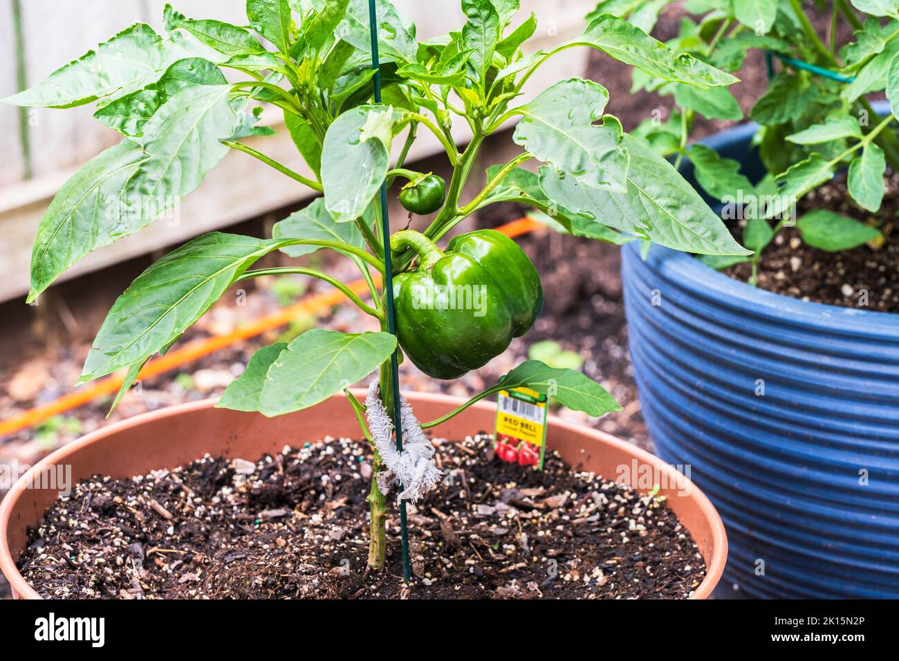 Container Gartenarbeit mit eingetopften roten Paprika Pflanze, Paprika annuum, neben einer Tomatenpflanze wächst und immer noch grün. Summer, Wichita, Kansas, USA. Stockfoto