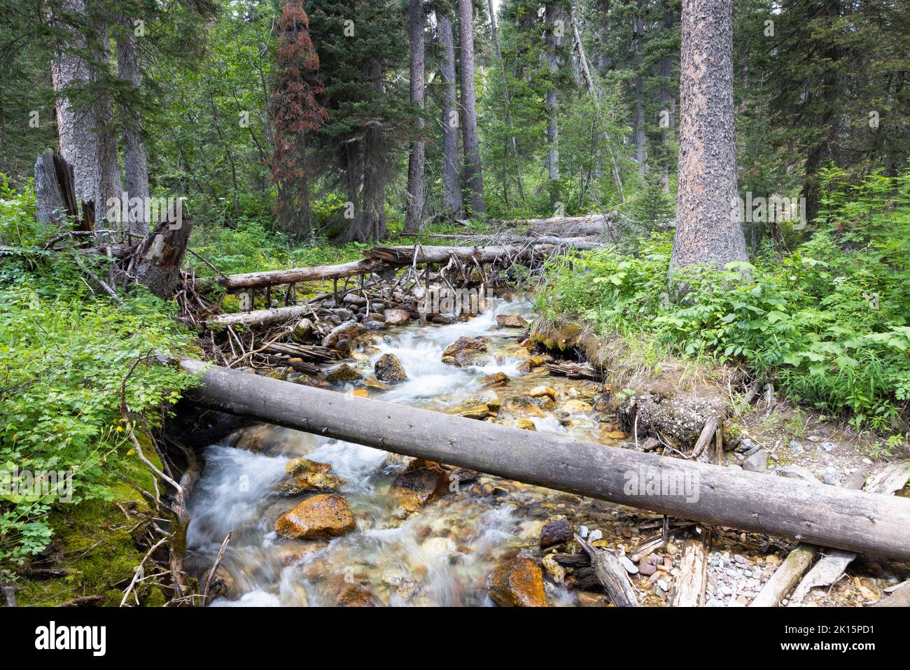 Der Bach, der vom Open Canyon durch den Wald fließt, der den Valley Trail sät. Grand Teton National Park, Wyoming Stockfoto