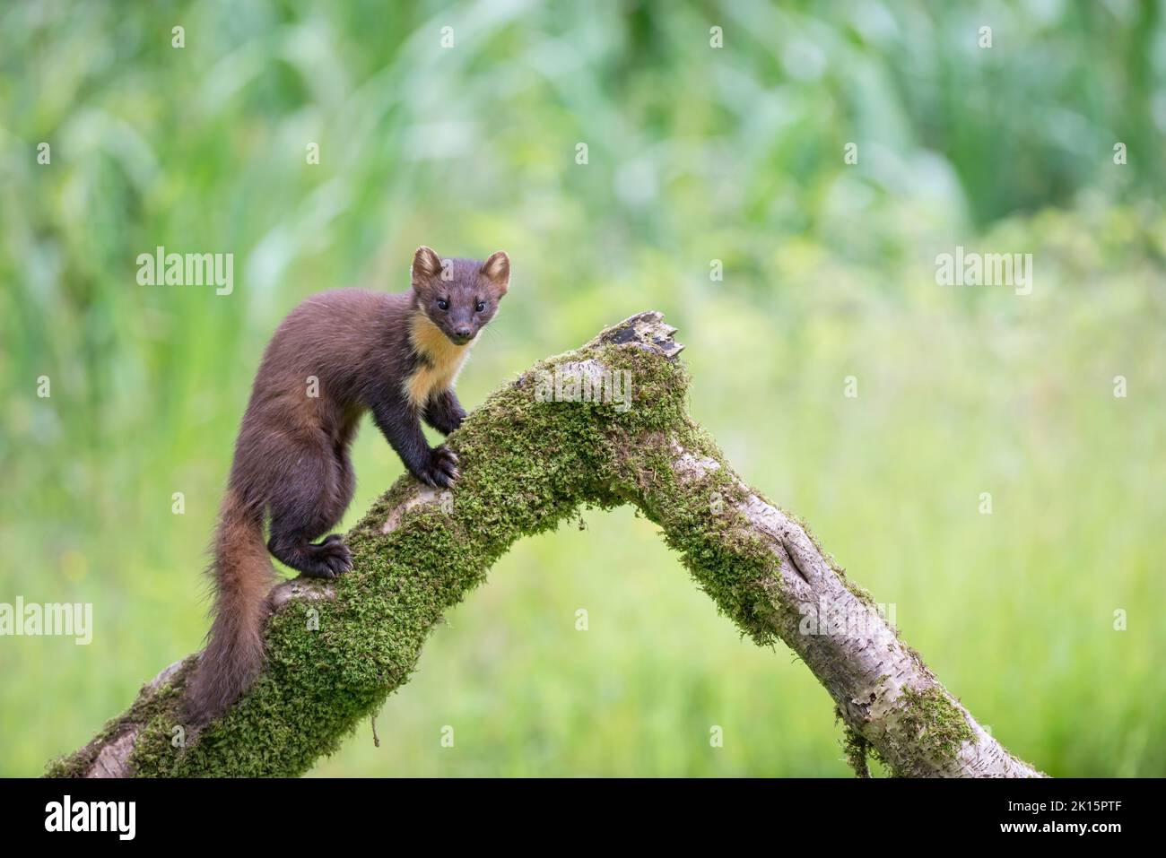 Marder (Martes martes), der auf einem gefallenen Ast klettert Stockfoto