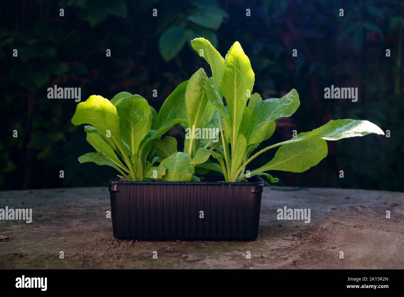 frischer Salat Stockfoto