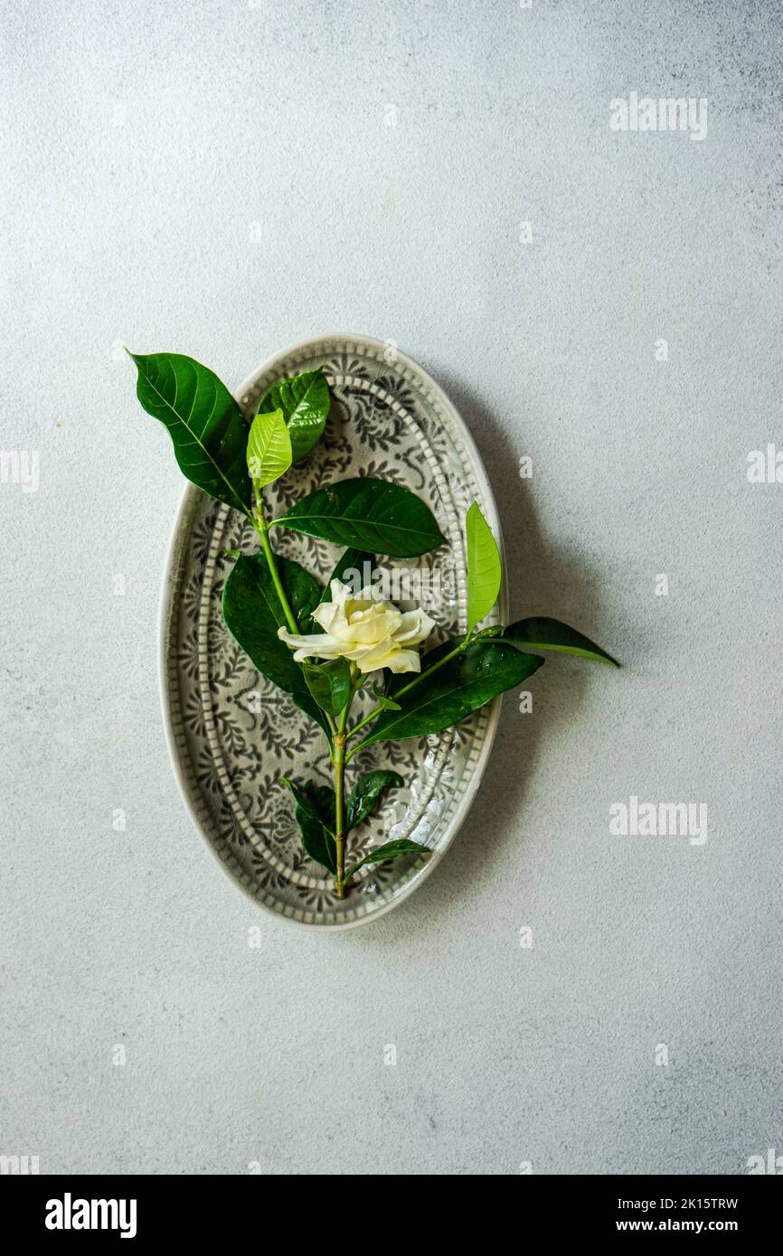 Draufsicht Stängel aus frischem, sanftem Garten Gardenia Jasminoides mit weißen Blütenblättern und grünen Blättern, die auf einer ovalen, vintage geformten Metallplatte auf einer grauen Oberfläche platziert sind Stockfoto