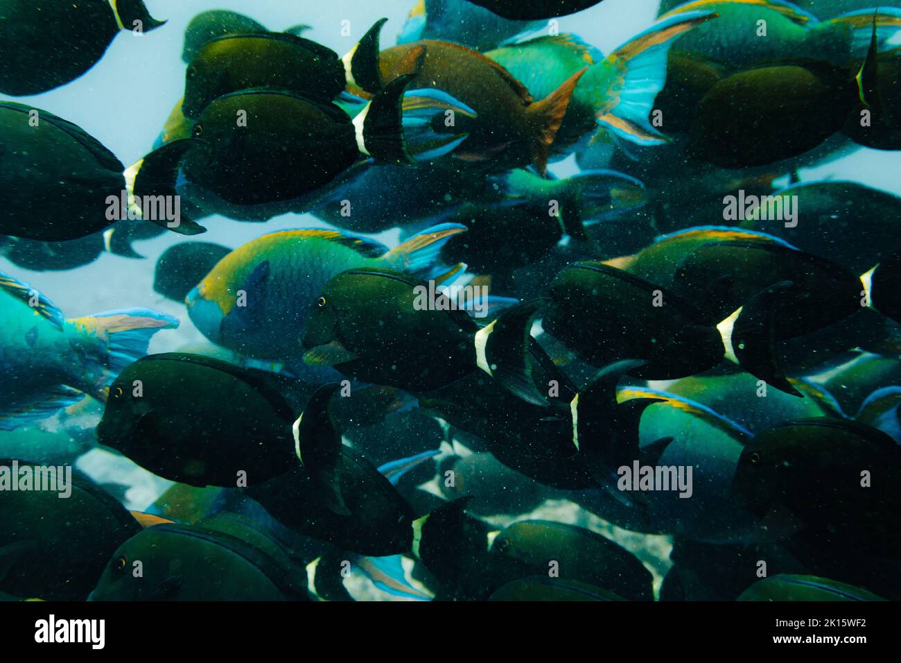 Schwarm verschiedener exotischer Fische, die im sauberen Salzwasser hinter Glas im Aquarium schwimmen Stockfoto