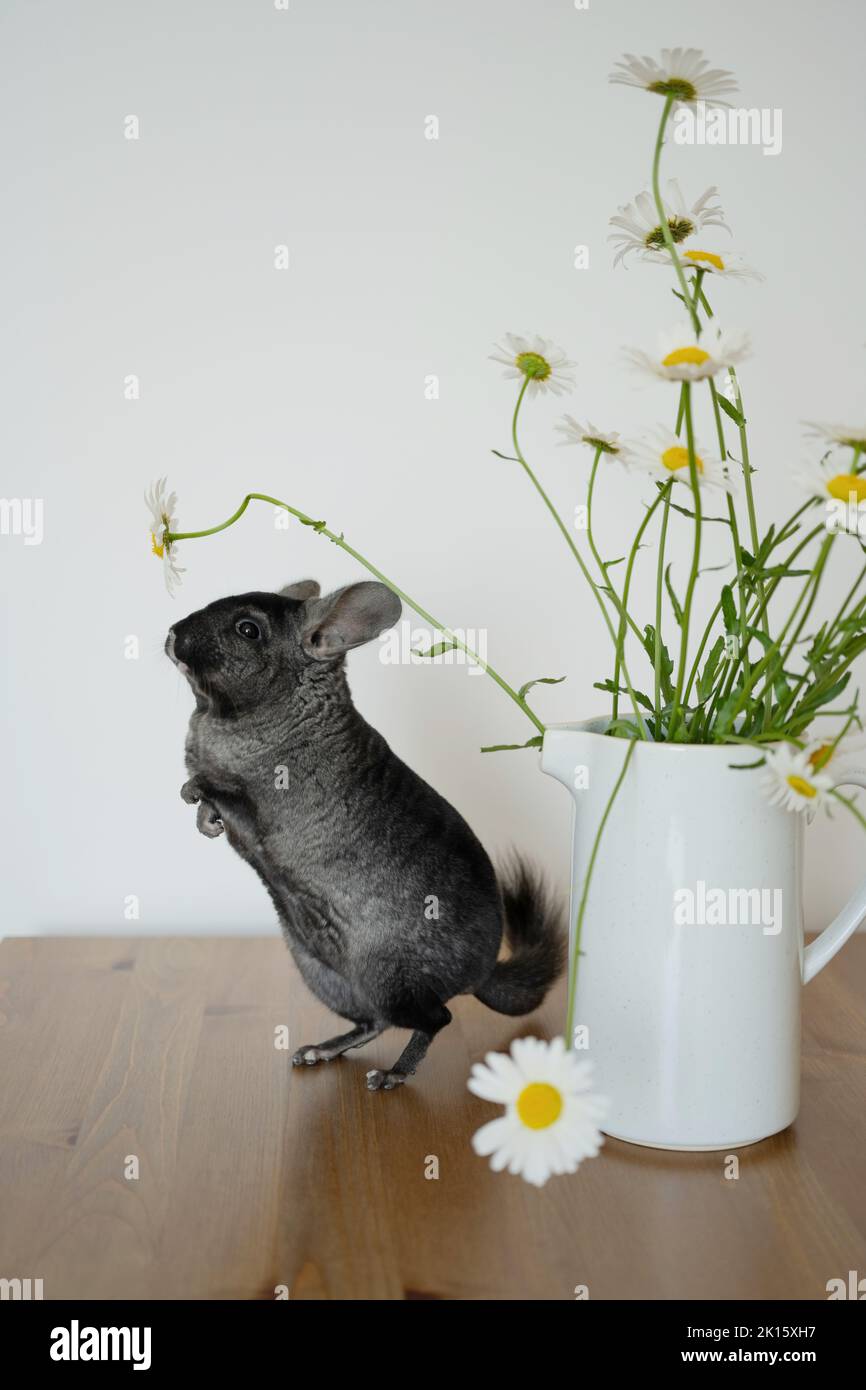 Entzückende graue Chinchilla schnüffelt frische Bellis perennis Blumen in weißer Keramikvase auf Holztisch in hellen Raum platziert Stockfoto