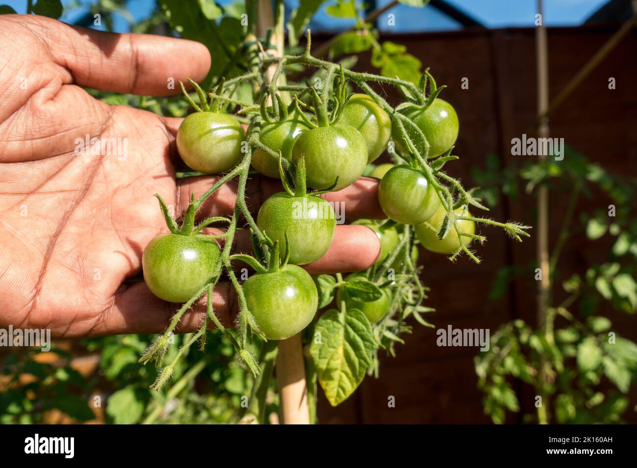 Erwachsenes Männchen, das ein paar grüne Tomaten auf der Pflanze hält Stockfoto