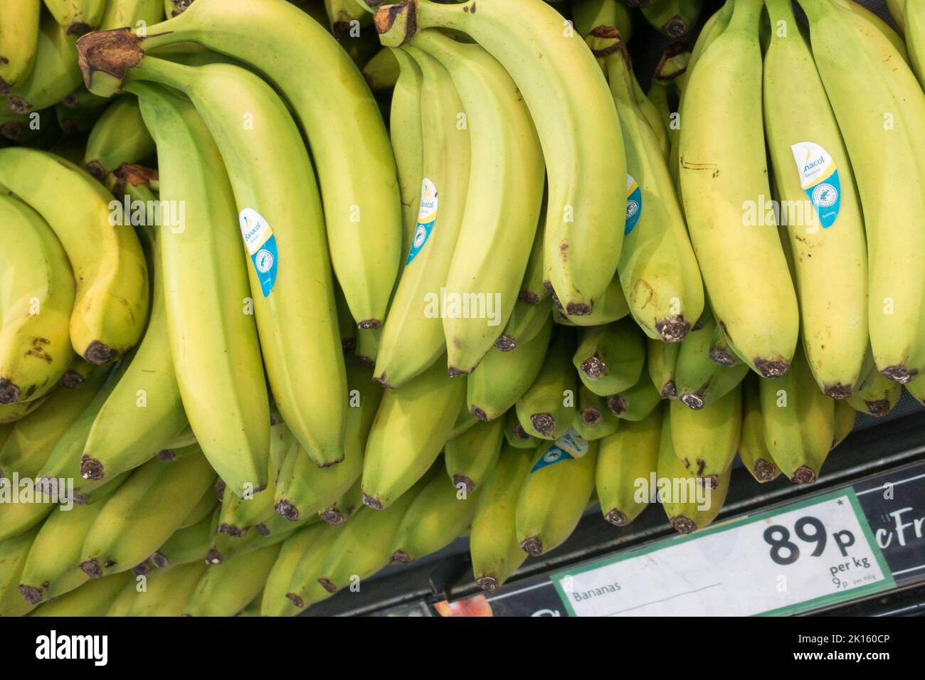 Grünes Bananenbündel im Supermarkt-Regal Stockfoto