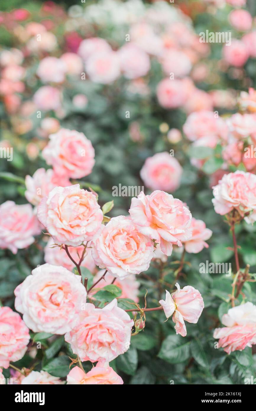 Pfirsichfarbene rosa Rosen im Portland International Rose Test Garden. Stockfoto