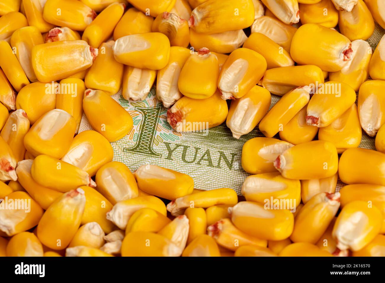 Maiskörner und China Yuan Geld. Chinesisches Agrarhandel, Importe und Landwirtschaftskonzept Stockfoto