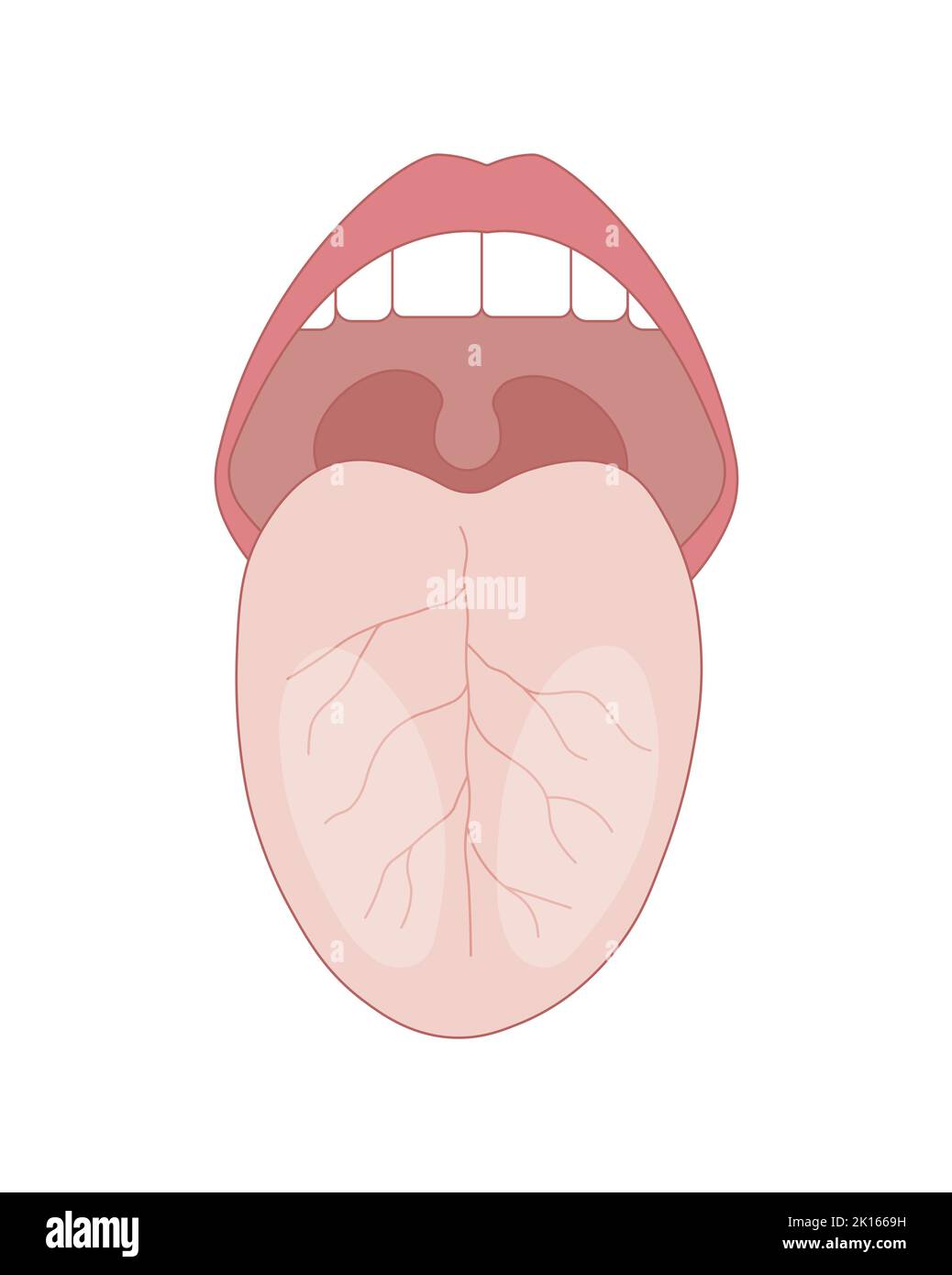 Wissenschaftliche Gestaltung der menschlichen Zungenstruktur. Bunte Symbole. Vektorgrafik. Stock Vektor