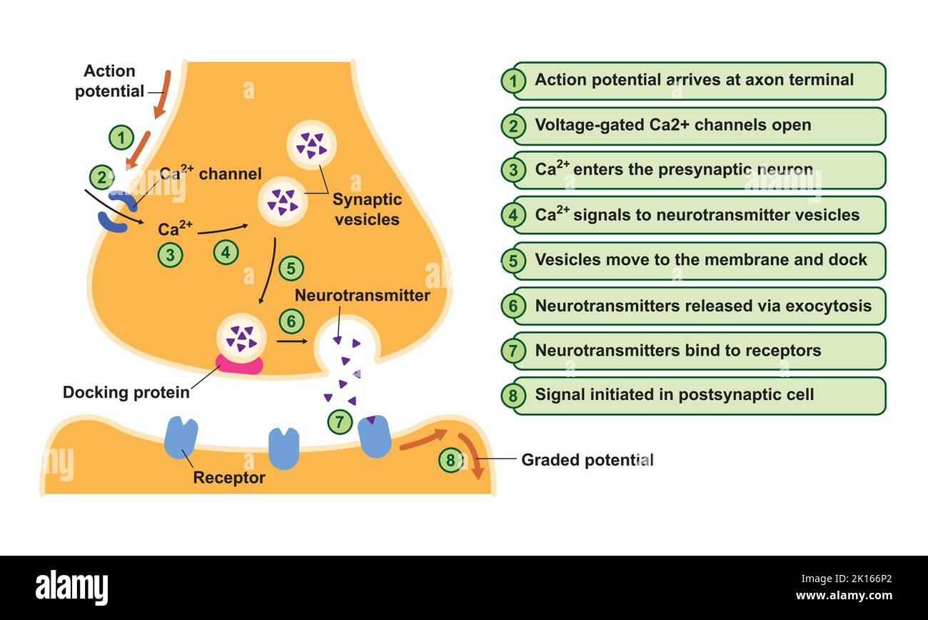 Wissenschaftliche Gestaltung der Synapse-Struktur. Die Synaptische Übertragung. Isoliert auf schwarzem Hintergrund. Vektorgrafik. Stock Vektor