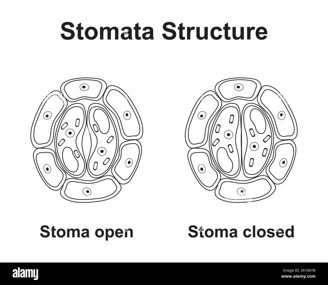 Wissenschaftliche Gestaltung der Stomata-Struktur. Bunte Symbole. Vektorgrafik. Stock Vektor