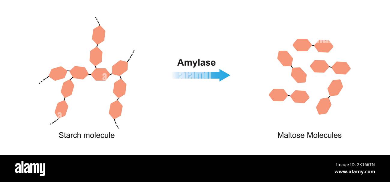 Wissenschaftliche Gestaltung der Stärkenverdauung. Amylase-Enzym-Effekt auf Stärkenmolekül. Bildung Von Maltose Zucker. Vektorgrafik. Stock Vektor