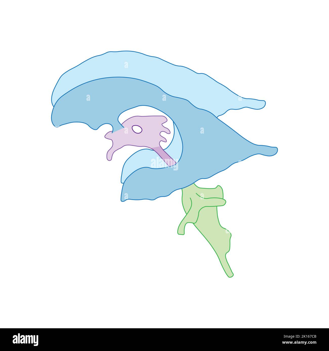 Wissenschaftliche Entwicklung des Ventrikulären Systems des Gehirns. Bunte Symbole. Vektorgrafik. Stock Vektor