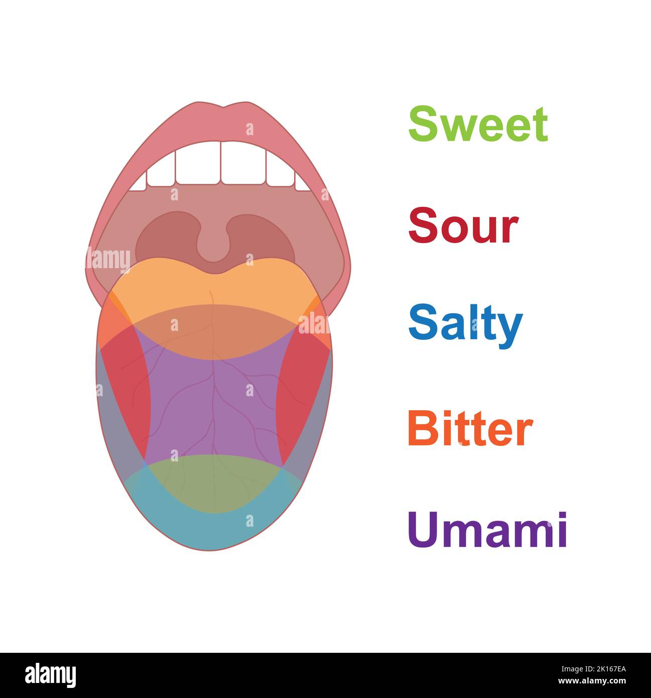 Wissenschaftliche Gestaltung der Geschmacksbereiche der menschlichen Zunge. Süß, sauer, salzig und bitter. Bunte Symbole. Vektorgrafik. Stock Vektor