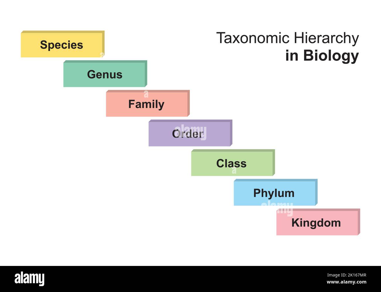 Einfaches Entwerfen der Taxonomiehierarchie in der Biologie. Vektorgrafik. Stock Vektor