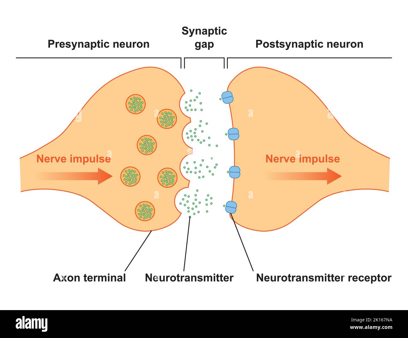 Wissenschaftliche Gestaltung der Synapse-Struktur. Die Synaptische Übertragung. Isoliert auf schwarzem Hintergrund. Vektorgrafik. Stock Vektor
