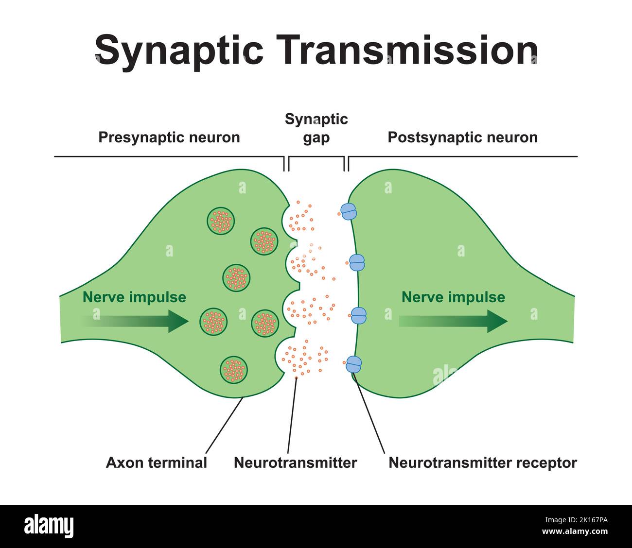 Wissenschaftliche Gestaltung der Synapse-Struktur. Die Synaptische Übertragung. Isoliert auf schwarzem Hintergrund. Vektorgrafik. Stock Vektor