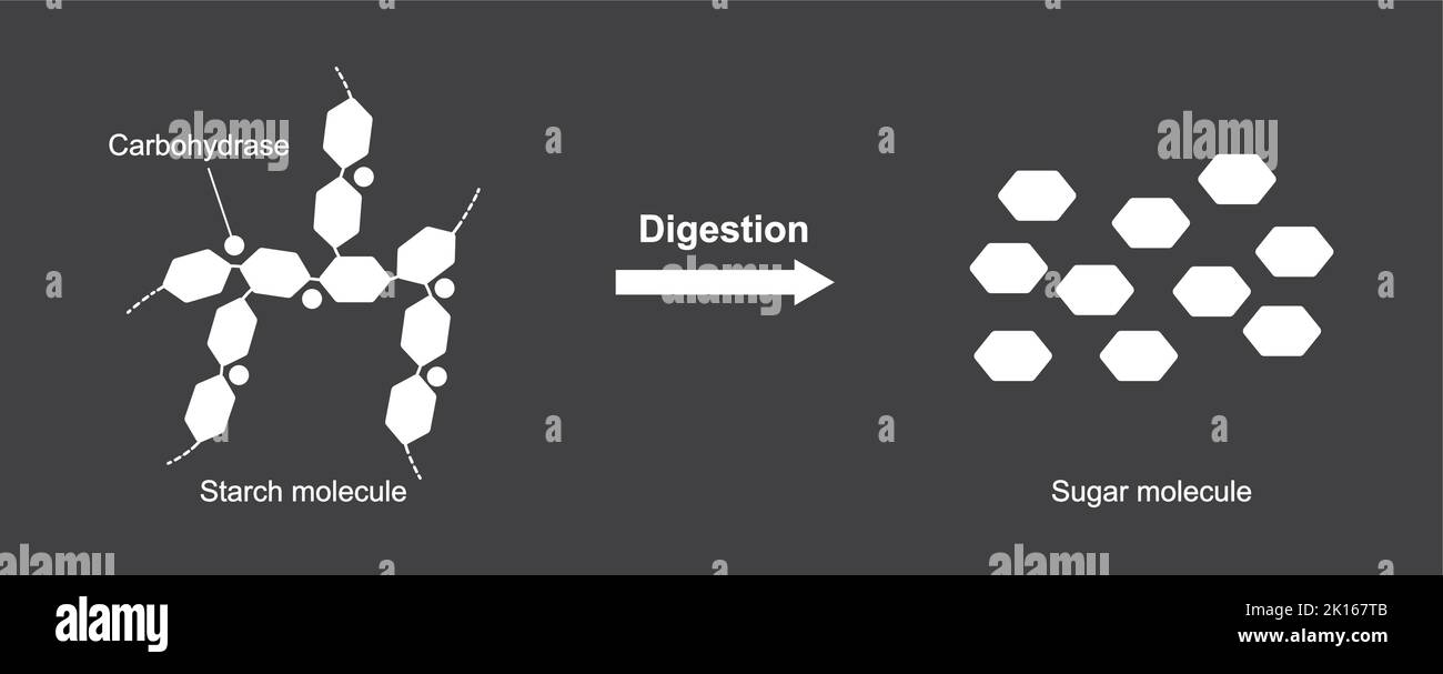 Wissenschaftliche Gestaltung der Stärkenverdauung. Hydrocarbase-Enzym-Effekt auf Stärkenmolekül. Vektorgrafik. Stock Vektor