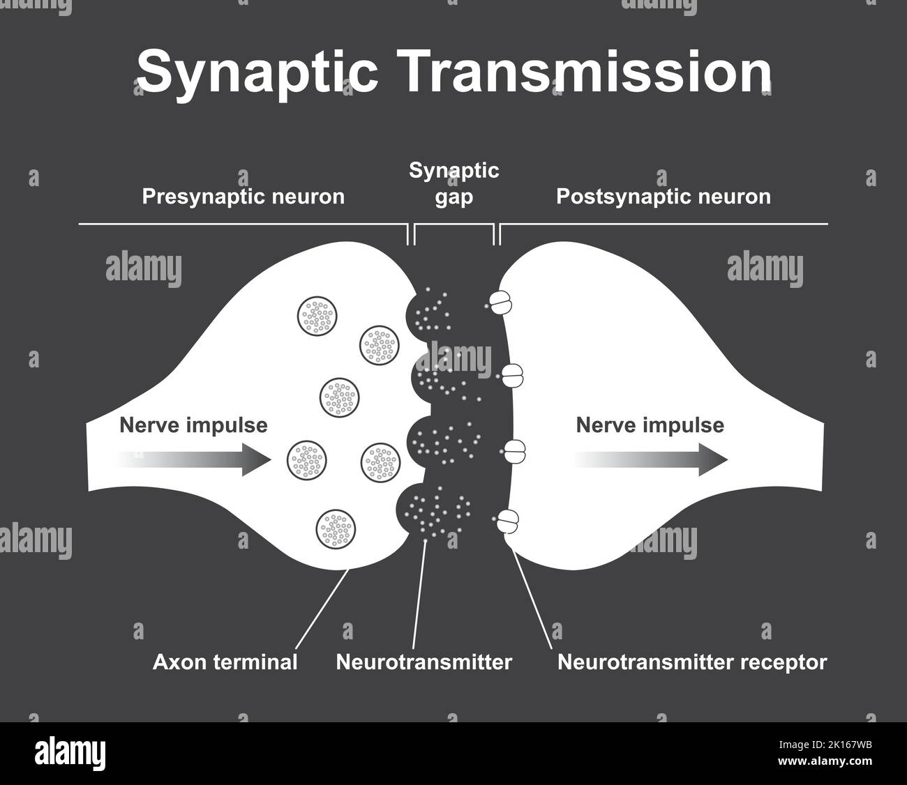 Wissenschaftliche Gestaltung der Synapse-Struktur. Die Synaptische Übertragung. Isoliert auf schwarzem Hintergrund. Vektorgrafik. Stock Vektor