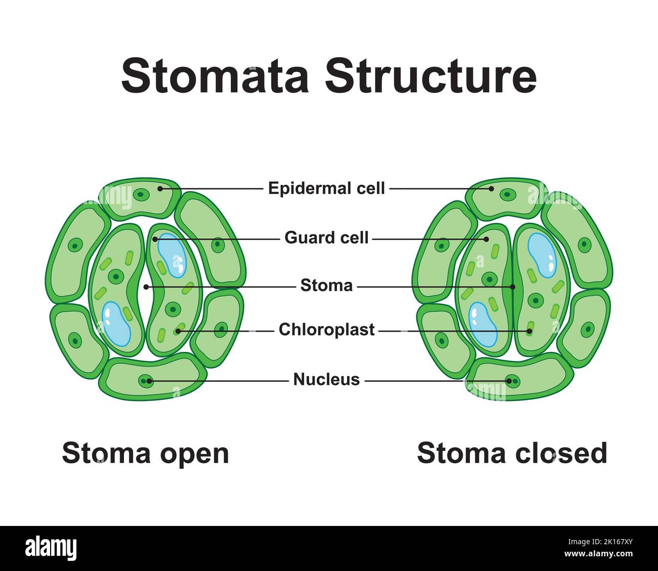 Wissenschaftliche Gestaltung der Stomata-Struktur. Bunte Symbole. Vektorgrafik. Stock Vektor