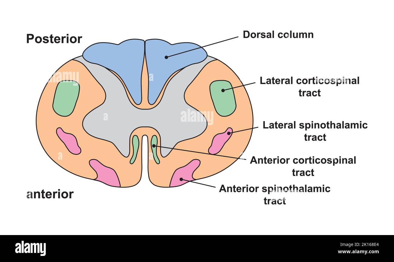 Wissenschaftliche Gestaltung der Anatomie des Rückenmarks. Zervikale Rückenmarksstruktur. Bunte Symbole. Vektorgrafik. Stock Vektor