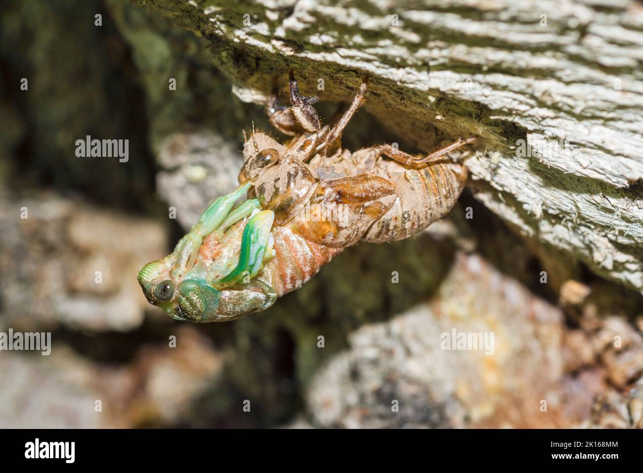 Nördlicher Hundetag-Cicada (Neotibicen Canicularis), der die Rückseite seines Exoskeletts auf einem Baumstamm ausragt und ausbricht Stockfoto