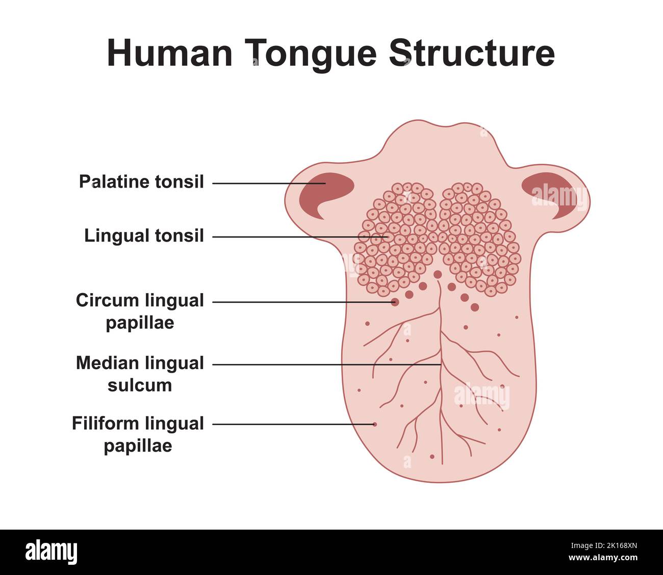 Wissenschaftliche Gestaltung der menschlichen Zungenstruktur. Bunte Symbole. Vektorgrafik. Stock Vektor