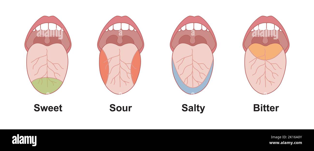 Wissenschaftliche Gestaltung der Geschmacksbereiche der menschlichen Zunge. Süß, sauer, salzig und bitter. Bunte Symbole. Vektorgrafik. Stock Vektor