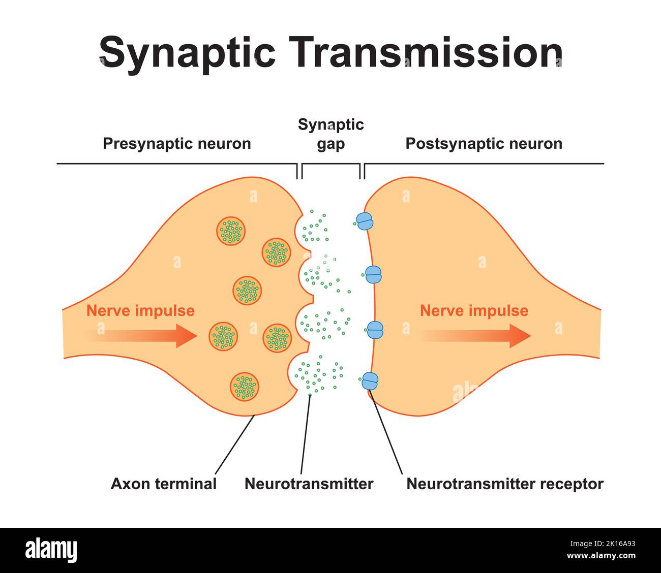 Wissenschaftliche Gestaltung der Synapse-Struktur. Die Synaptische Übertragung. Isoliert auf schwarzem Hintergrund. Vektorgrafik. Stock Vektor