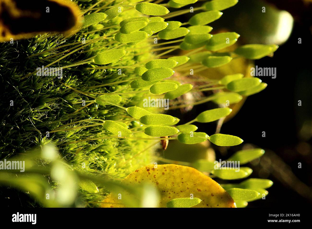 Epiphytisches Moos und Farne auf dem Stamm des Kahikatea-Baumes Stockfoto