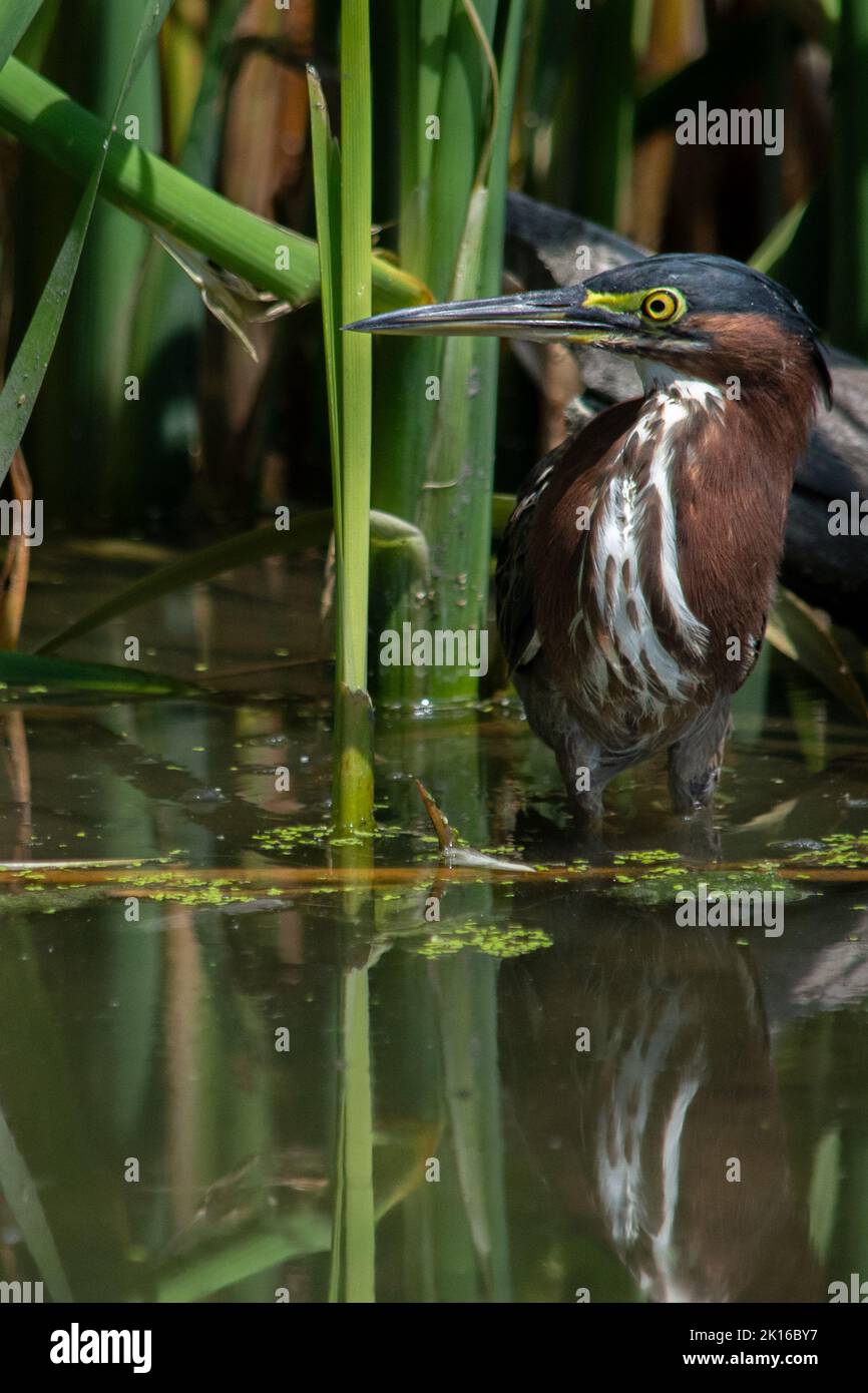 Ein kleiner grüner Reiher sucht nach seinem Abendessen Stockfoto