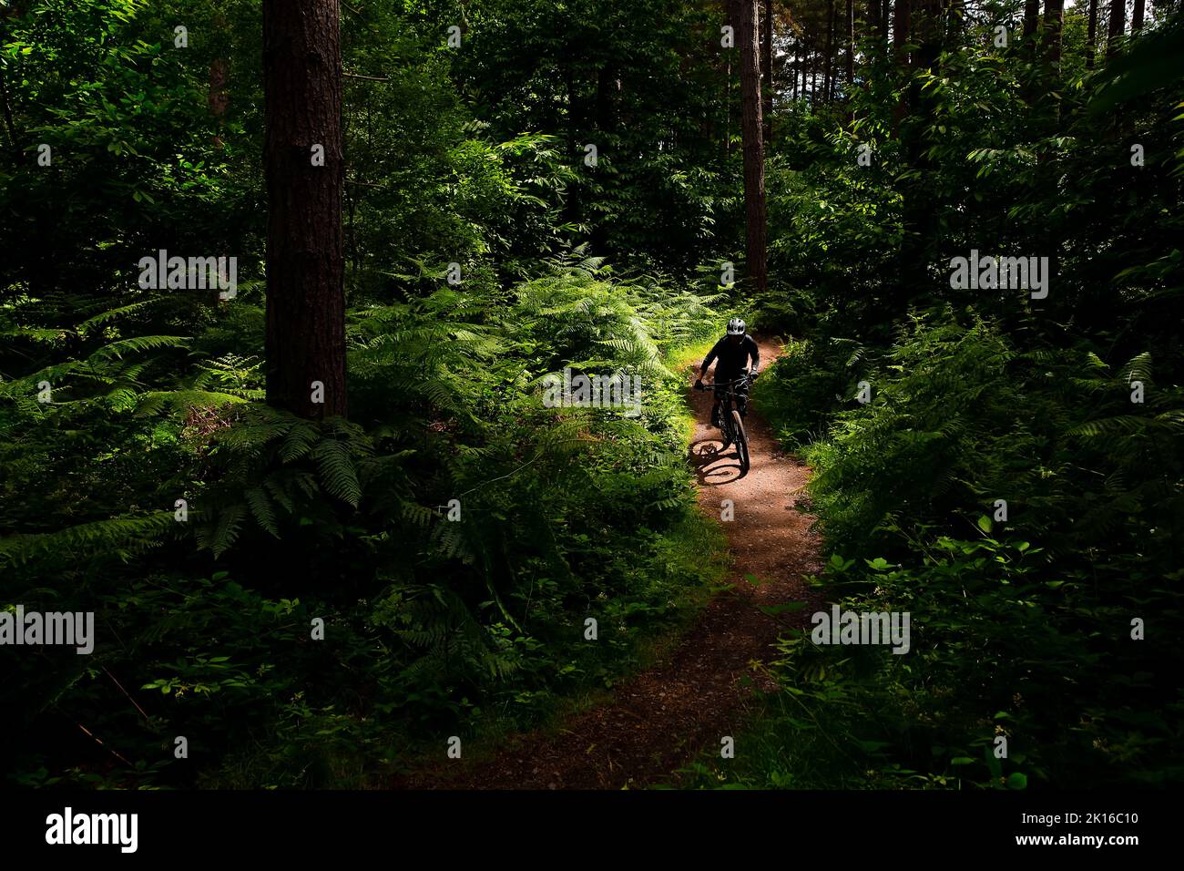 Trail Riding im Sherwood Forest Stockfoto