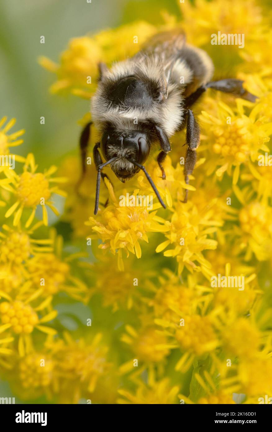 Zweiforme Bumble Bee (Bombus bifarius), die in Goldenrod-Blüten (Solidago) auf Nahrungssuche ist, Mt. Hood, Oregon USA Stockfoto