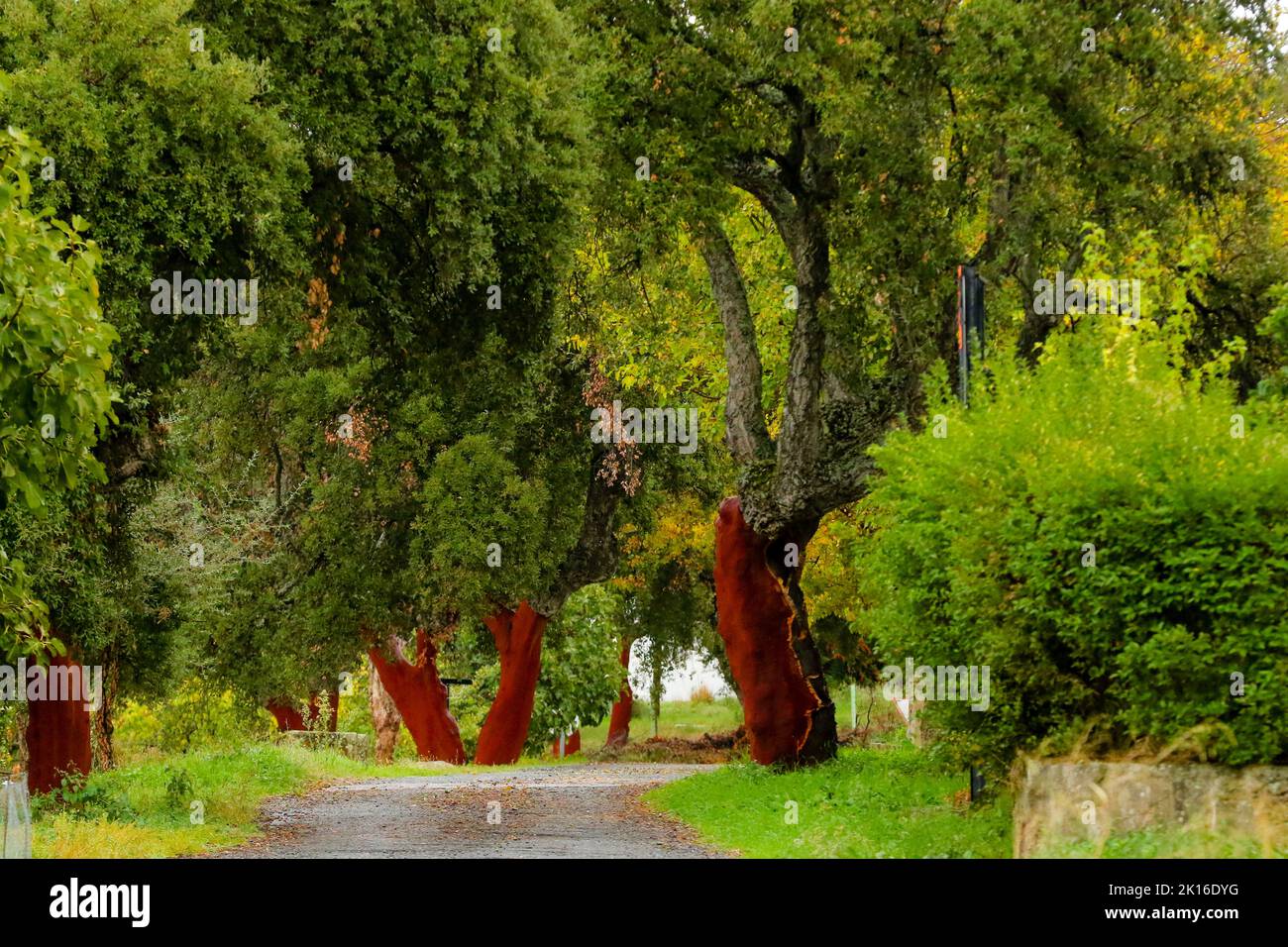 Korkbäume in Zentralspanien Stockfoto