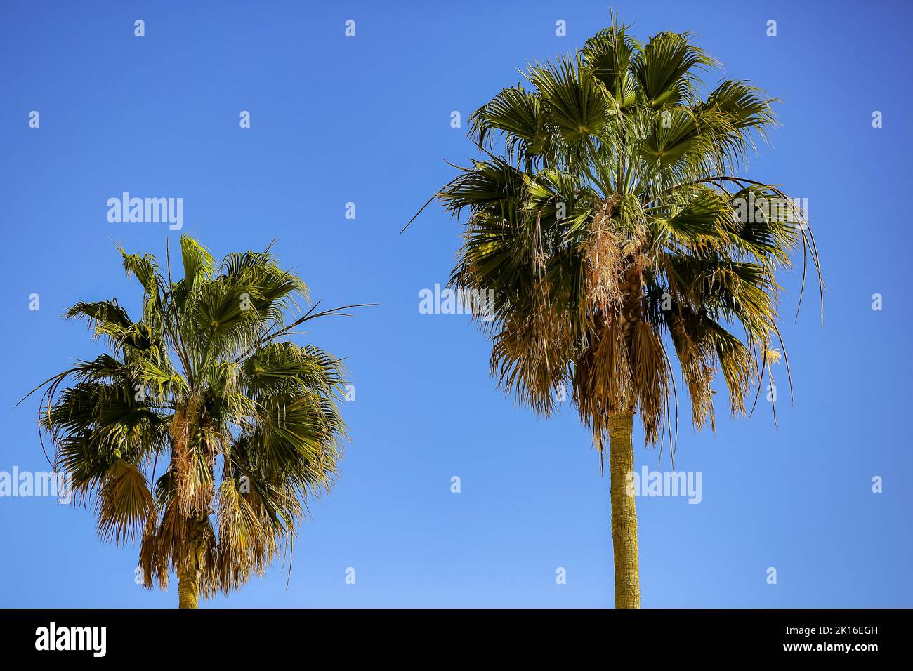 Palmen vor blauem Himmel Stockfoto